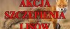 Jesienna akcja szczepienia lisów wolno żyjących przeciwko wściekliźnie